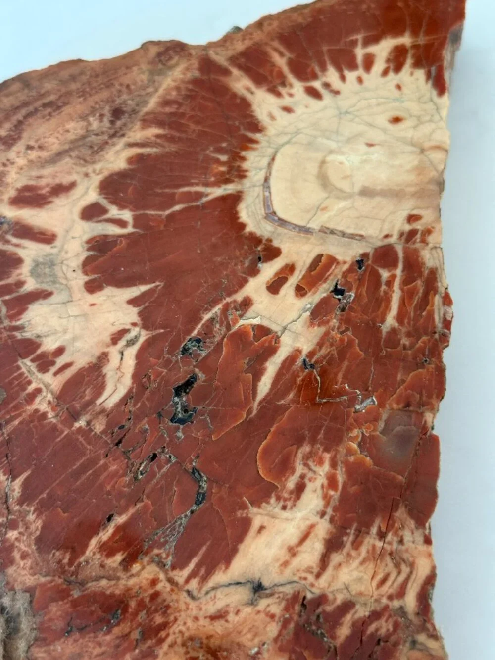 Petrified Wood Slab - 4lbs